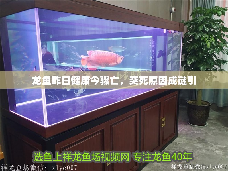 龍魚昨日健康今驟亡，突死原因成謎引