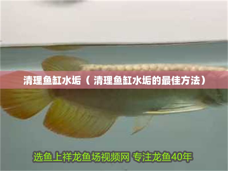 清理魚缸水垢（ 清理魚缸水垢的最佳方法）