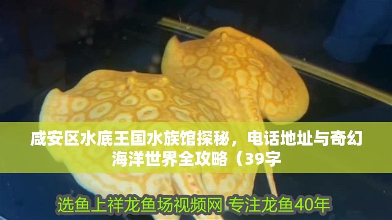 咸安區(qū)水底王國水族館探秘，電話地址與奇幻海洋世界全攻略（39字