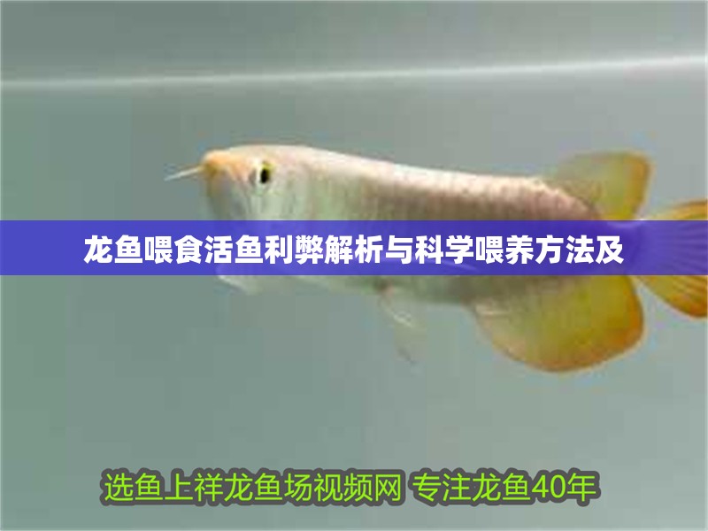 龍魚喂食活魚利弊解析與科學(xué)喂養(yǎng)方法及