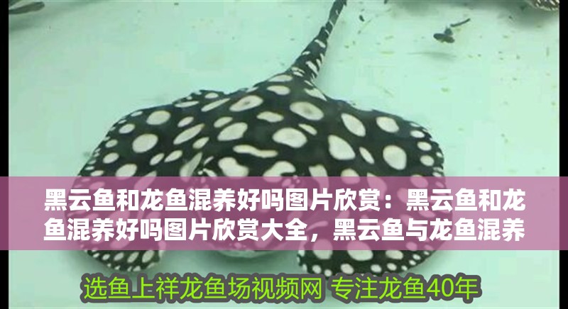黑云魚和龍魚混養好嗎圖片欣賞：黑云魚和龍魚混養好嗎圖片欣賞大全，黑云魚與龍魚混養全攻略，觀賞圖鑒+混養實操