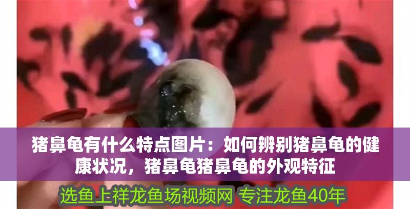 豬鼻龜有什么特點圖片：如何辨別豬鼻龜的健康狀況，豬鼻龜豬鼻龜的外觀特征