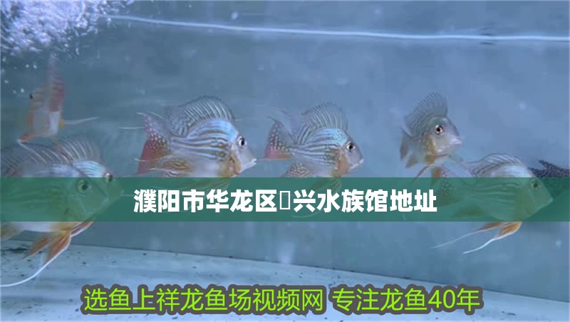 濮陽市華龍區(qū)龍興水族館地址