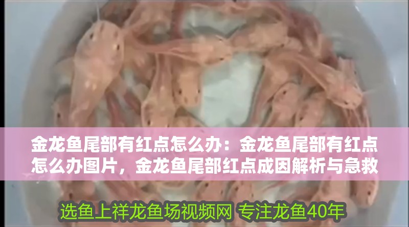 金龍魚尾部有紅點怎么辦：金龍魚尾部有紅點怎么辦圖片，金龍魚尾部紅點成因解析與急救處理（