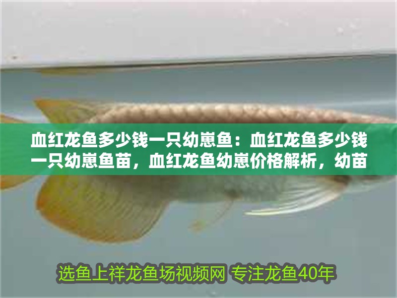 血紅龍魚多少錢一只幼崽魚：血紅龍魚多少錢一只幼崽魚苗，血紅龍魚幼崽價格解析，幼苗