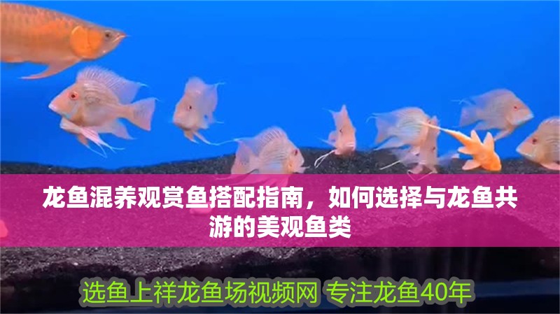 龍魚混養(yǎng)觀賞魚搭配指南，如何選擇與龍魚共游的美觀魚類