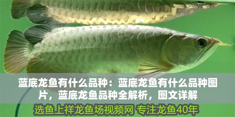 藍底龍魚有什么品種：藍底龍魚有什么品種圖片，藍底龍魚品種全解析，圖文詳解