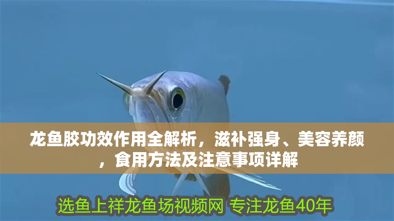 龍魚膠功效作用全解析，滋補強身、美容養顏，食用方法及注意事項詳解