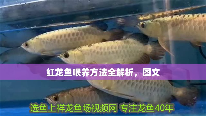 紅龍魚喂養方法全解析，圖文