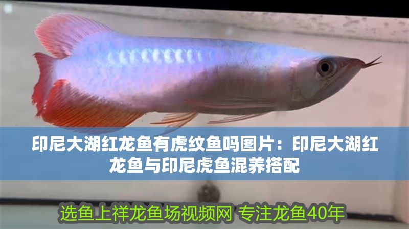 印尼大湖紅龍魚有虎紋魚嗎圖片：印尼大湖紅龍魚與印尼虎魚混養搭配