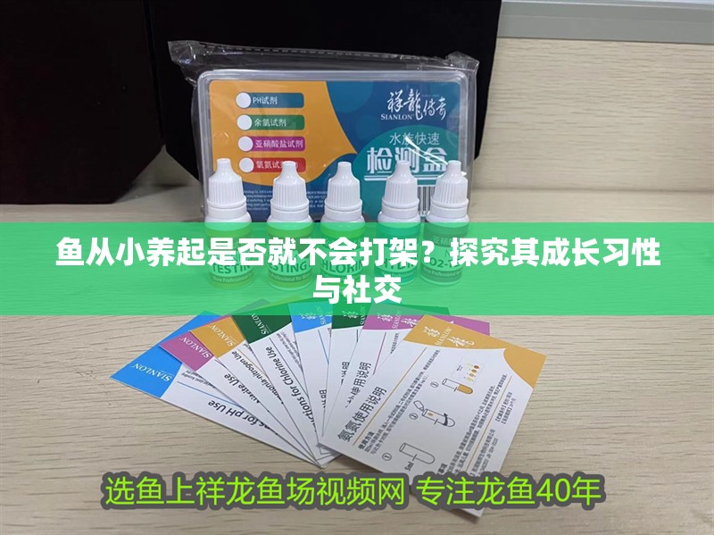 魚從小養起是否就不會打架？探究其成長習性與社交