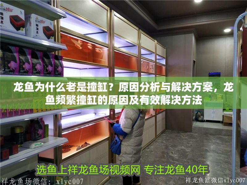 龍魚為什么老是撞缸?原因分析與解決方案,龍魚頻繁撞缸的原因及有效解決方法 龍魚常見疾病 第1張 龍魚為什么老是撞缸?原因分析與解決方案,龍魚頻繁撞缸的原因及有效解決方法 龍魚為什么老是撞缸?原因分析與解決方案,龍魚頻繁撞缸的原因及有效解決方法 龍魚常見疾病 第1張