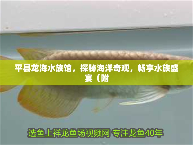 平縣龍海水族館，探秘海洋奇觀，暢享水族盛宴（附