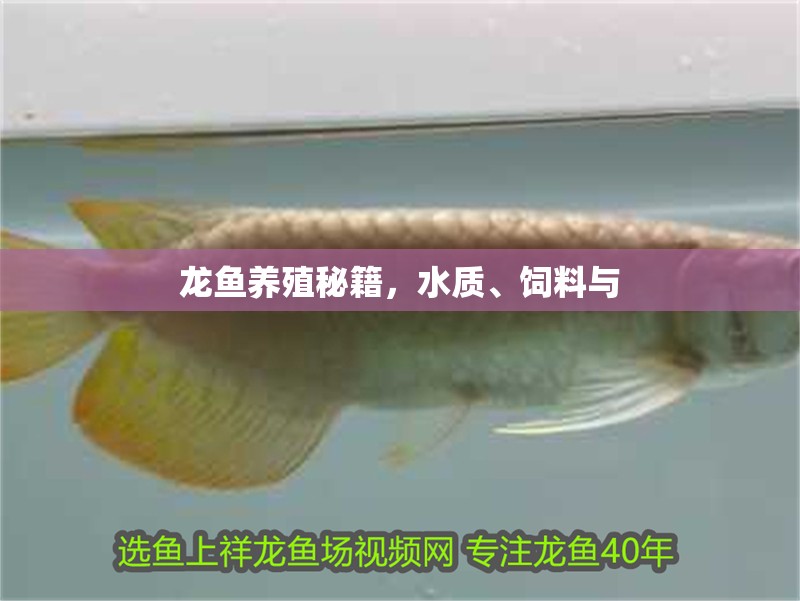 龍魚養殖秘籍,水質、飼料與 龍魚百科 第4張 龍魚養殖秘籍,水質、飼料與 龍魚養殖秘籍,水質、飼料與 龍魚百科 第4張