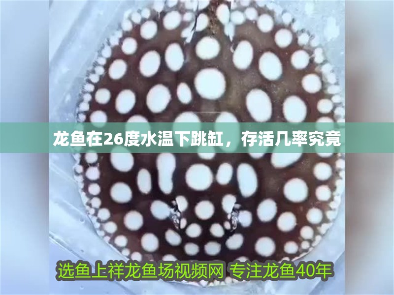 龍魚在26度水溫下跳缸，存活幾率究竟