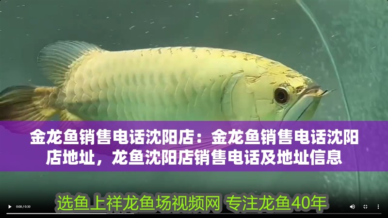 金龍魚銷售電話沈陽店：金龍魚銷售電話沈陽店地址，龍魚沈陽店銷售電話及地址信息 金龍魚銷售電話沈陽店：金龍魚銷售電話沈陽店地址，龍魚沈陽店銷售電話及地址信息 水族問答