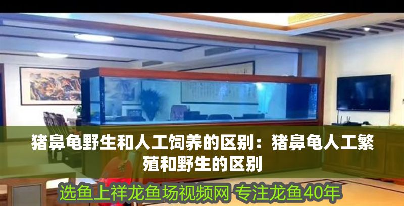 豬鼻龜野生和人工飼養(yǎng)的區(qū)別：豬鼻龜人工繁殖和野生的區(qū)別
