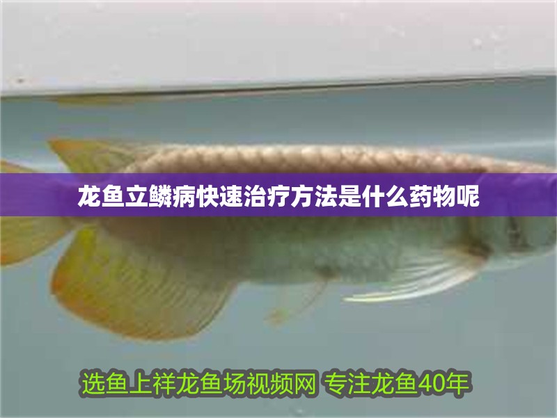 龍魚立鱗病快速治療方法是什么藥物呢 龍魚立鱗病快速治療方法是什么藥物呢 龍魚百科 第2張