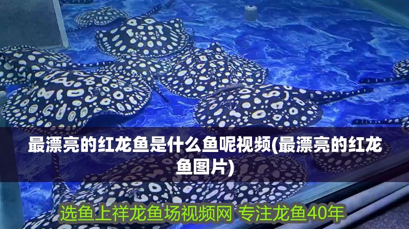 最漂亮的紅龍魚是什么魚呢視頻(最漂亮的紅龍魚圖片)