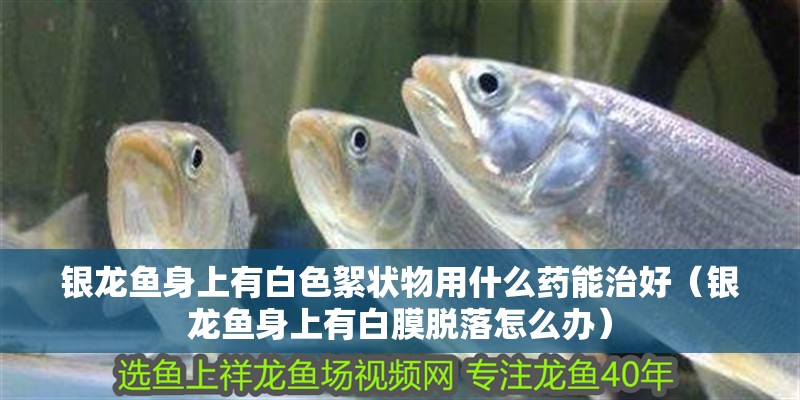 銀龍魚身上有白色絮狀物用什么藥能治好（銀龍魚身上有白膜脫落怎么辦）
