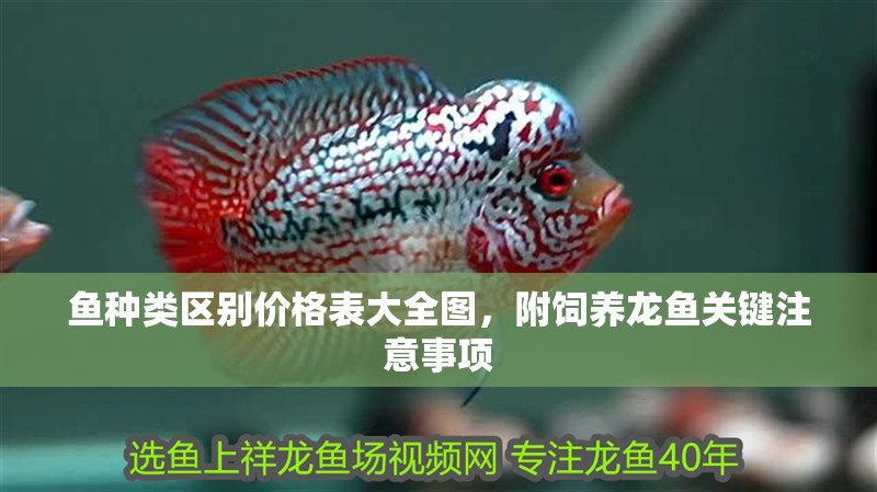 魚種類區別價格表大全圖，附飼養龍魚關鍵注意事項