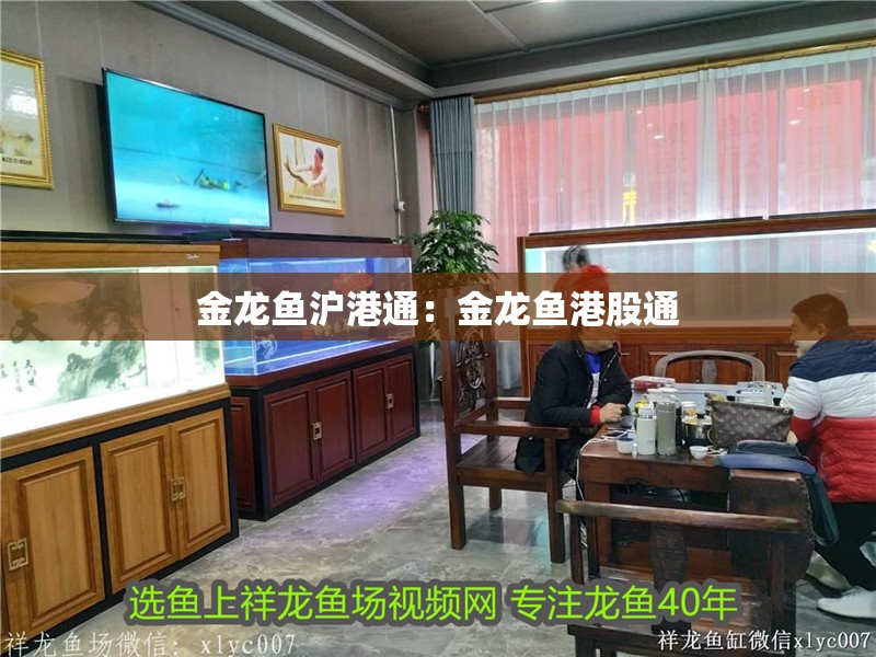 金龍魚滬港通：金龍魚港股通 金龍魚滬港通：金龍魚港股通 水族問答