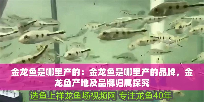 金龍魚是哪里產的：金龍魚是哪里產的品牌，金龍魚產地及品牌歸屬探究