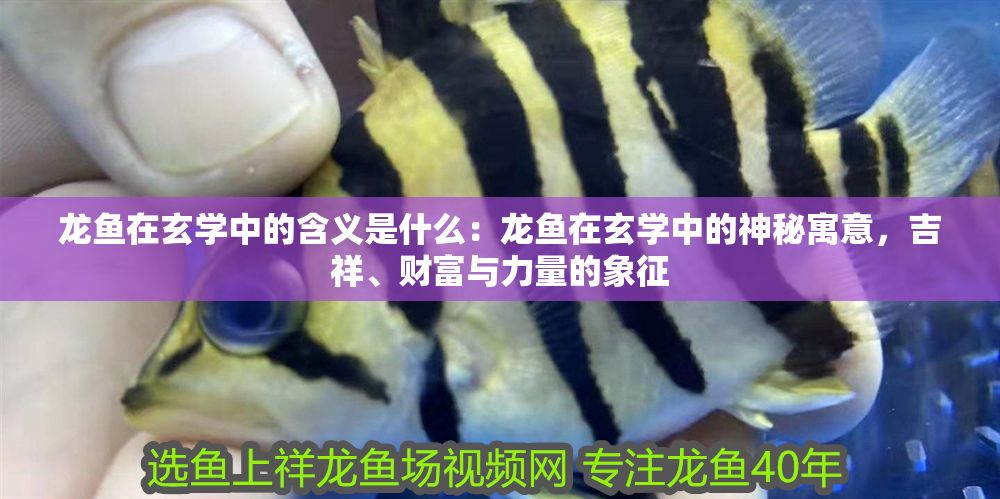 龍魚在玄學中的含義是什么：龍魚在玄學中的神秘寓意，吉祥、財富與力量的象征