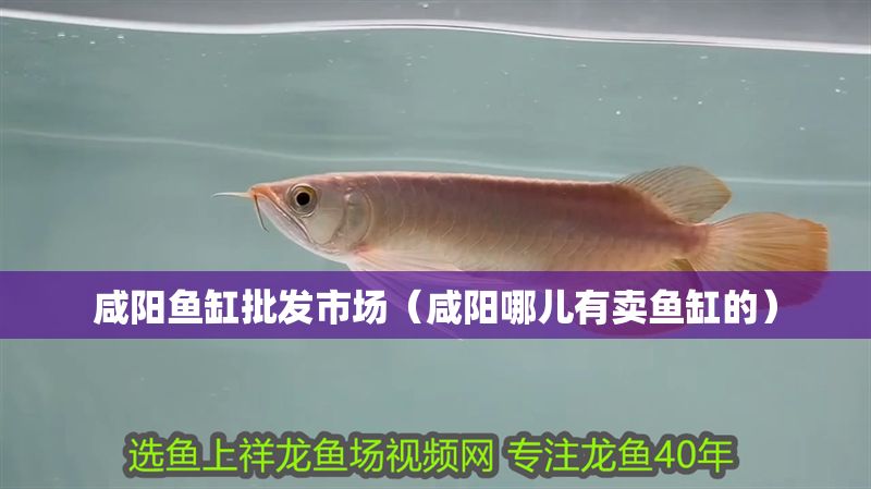 咸陽魚缸批發(fā)市場（咸陽哪兒有賣魚缸的）
