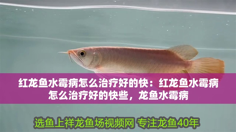 紅龍魚水霉病怎么治療好的快：紅龍魚水霉病怎么治療好的快些，龍魚水霉病