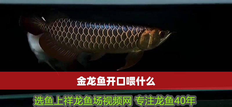 金龍魚開口喂什么