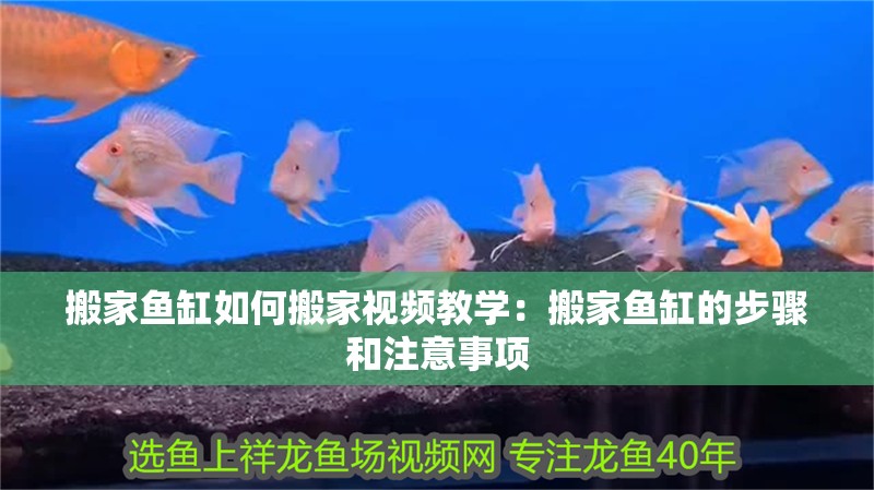 搬家魚缸如何搬家視頻教學：搬家魚缸的步驟和注意事項