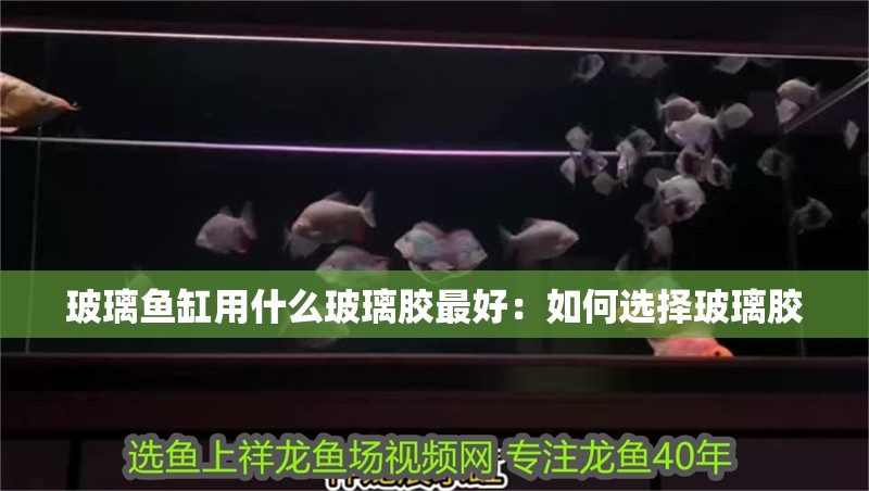 玻璃魚缸用什么玻璃膠最好：如何選擇玻璃膠