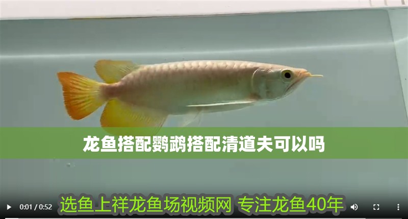 龍魚搭配鸚鵡搭配清道夫可以嗎 龍魚百科 第2張 龍魚搭配鸚鵡搭配清道夫可以嗎 龍魚搭配鸚鵡搭配清道夫可以嗎 龍魚百科 第2張