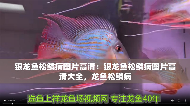 銀龍魚松鱗病圖片高清：銀龍魚松鱗病圖片高清大全，龍魚松鱗病