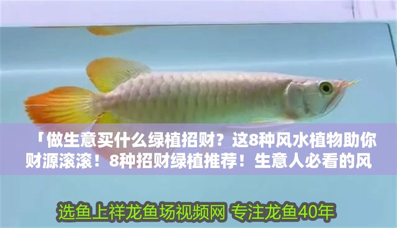 「做生意買什么綠植招財？這8種風水植物助你財源滾滾！8種招財綠植推薦！生意人必看的風水旺財植物