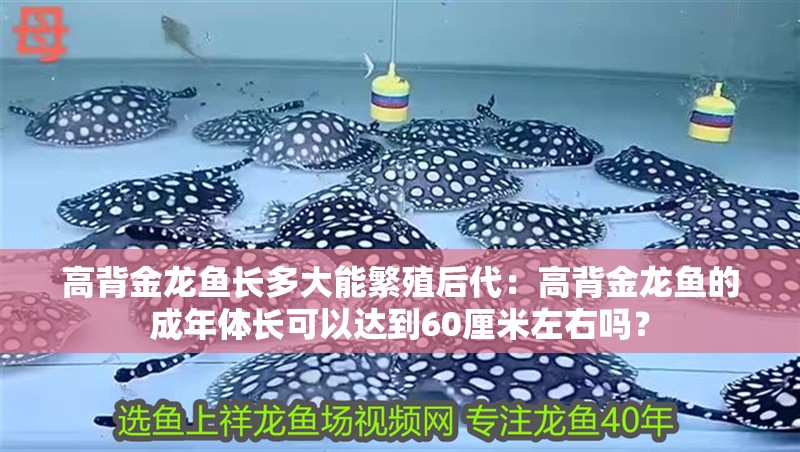 高背金龍魚長多大能繁殖后代：高背金龍魚的成年體長可以達到60厘米左右嗎？