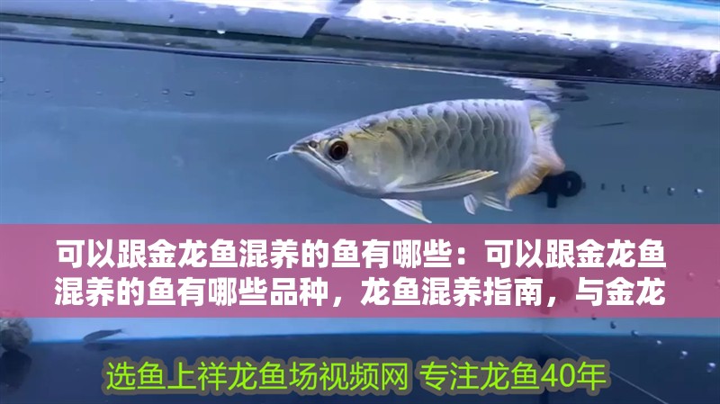 可以跟金龍魚混養的魚有哪些：可以跟金龍魚混養的魚有哪些品種，龍魚混養指南，與金龍魚共居的魚類