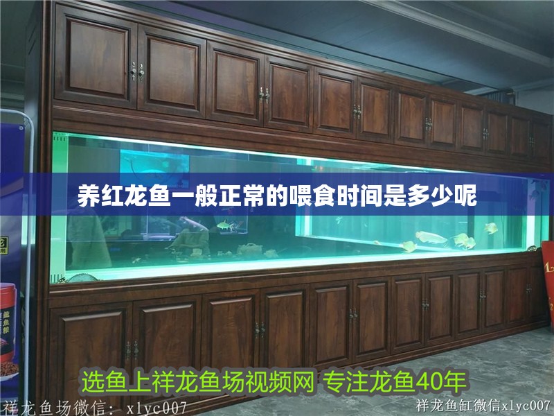 養(yǎng)紅龍魚一般正常的喂食時間是多少呢