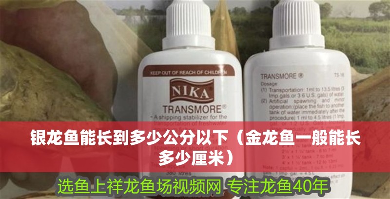 銀龍魚能長到多少公分以下（金龍魚一般能長多少厘米）