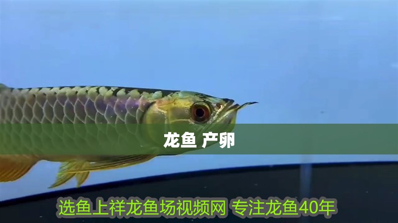 龍魚 產(chǎn)卵