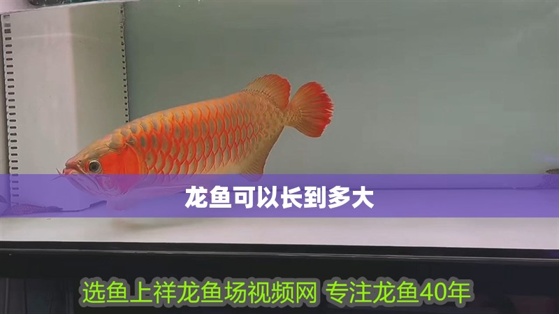 龍魚可以長到多大
