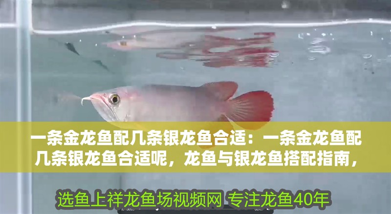 幫我看一下銀龍魚的照片作文英語(幫我看一下銀龍魚的照片作文英語版)