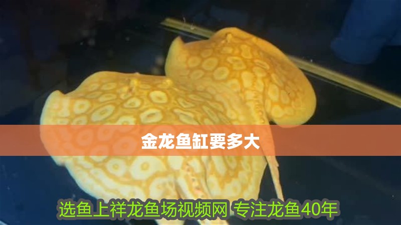 金龍魚缸要多大 龍魚百科 第4張 金龍魚缸要多大 金龍魚缸要多大 龍魚百科 第4張