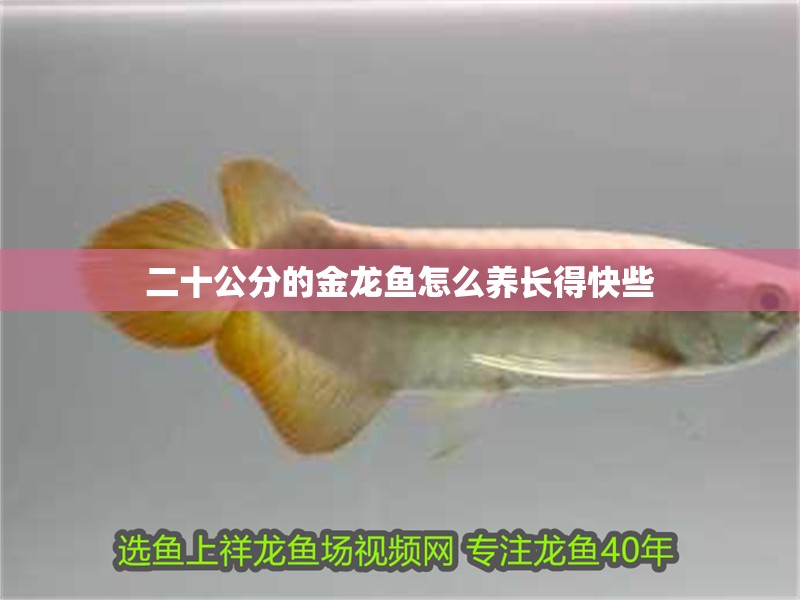 二十公分的金龍魚怎么養長得快些