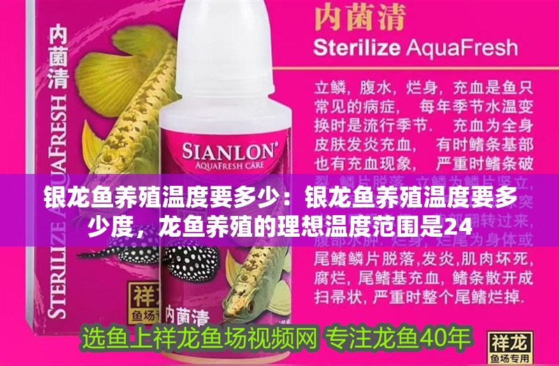 銀龍魚養殖溫度要多少：銀龍魚養殖溫度要多少度，龍魚養殖的理想溫度范圍是24