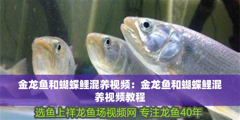 金龍魚和蝴蝶鯉混養(yǎng)視頻：金龍魚和蝴蝶鯉混養(yǎng)視頻教程