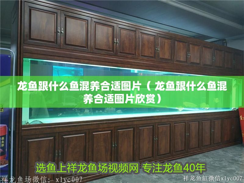 龍魚跟什么魚混養合適圖片（ 龍魚跟什么魚混養合適圖片欣賞）