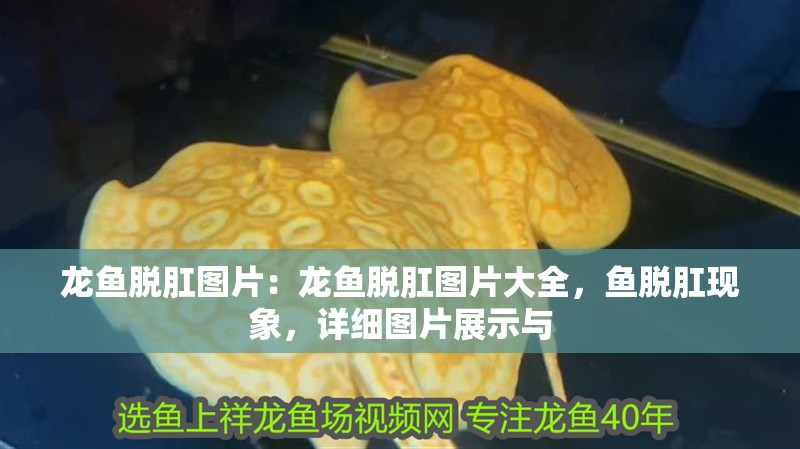 龍魚脫肛圖片：龍魚脫肛圖片大全，魚脫肛現象，詳細圖片展示與