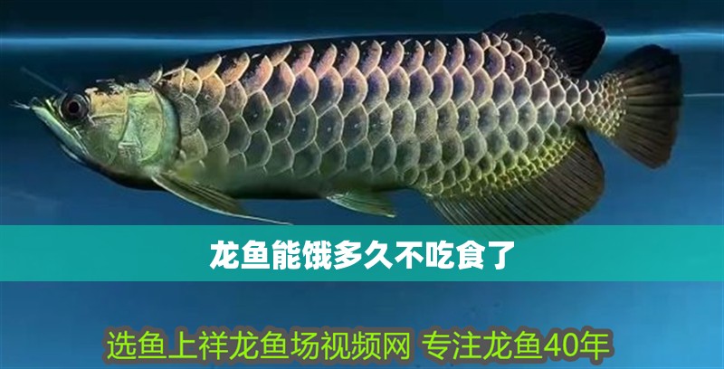 龍魚能餓多久不吃食了